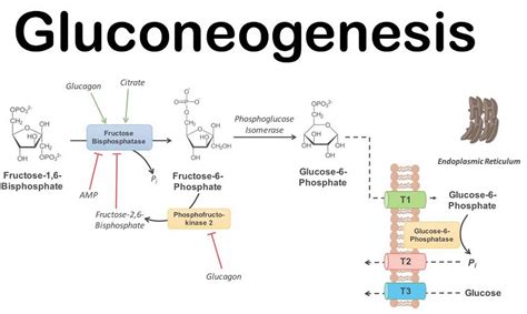 糖解途徑口訣|糖質新生(gluconeogenesis)